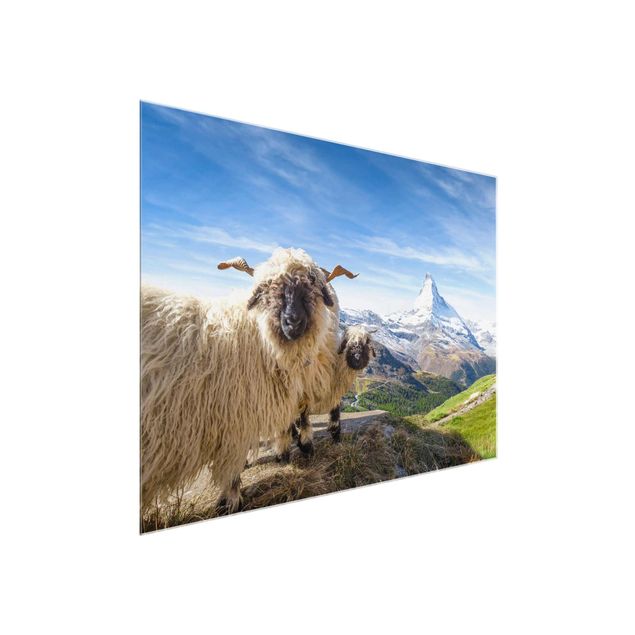 Glasbild - Schwarznasenschafe von Zermatt - Querformat 4:3