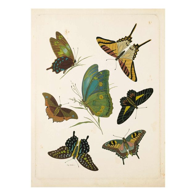 Bilder auf Glas Vintage Illustration Exotische Schmetterlinge