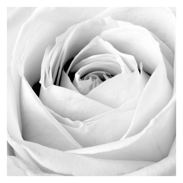Schöne Fototapete Close Up Rose