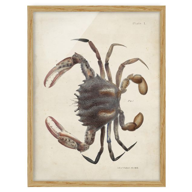 Bilder für die Wand Vintage Illustration Krabbe
