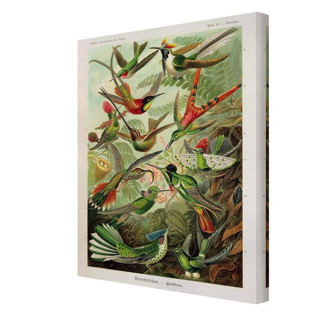 Wandbilder Tiere Vintage Lehrtafel Kolibris