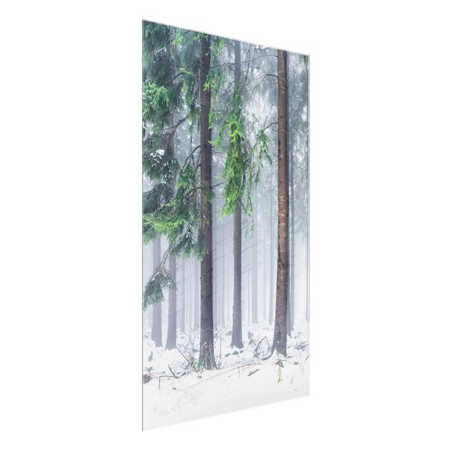 Glasbild - Nadelbäume im Winter - Hochformat 2:3