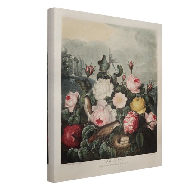 Schöne Wandbilder Botanik Vintage Illustration Rosen
