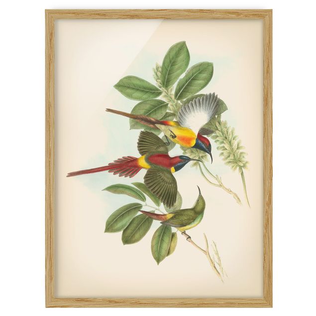 Kunstdruck Bilder mit Rahmen Vintage Illustration Tropische Vögel III
