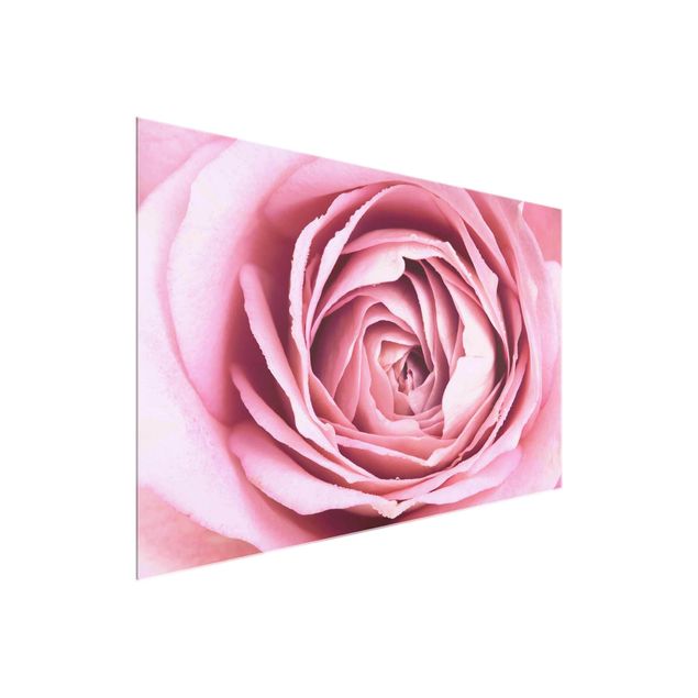 Glasbild Blumen Rosa Rosenblüte