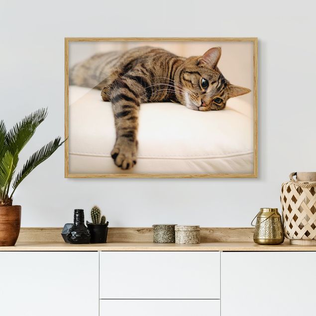 Wandbilder Tiere Cat Chill Out