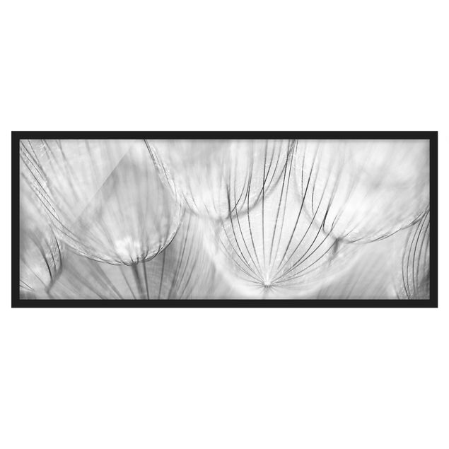 Bilder mit Rahmen Pusteblumen Makroaufnahme in schwarz weiß