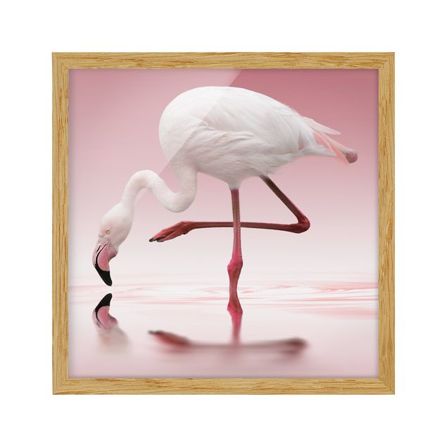 Bild mit Rahmen - Flamingo Dance - Quadrat 1:1