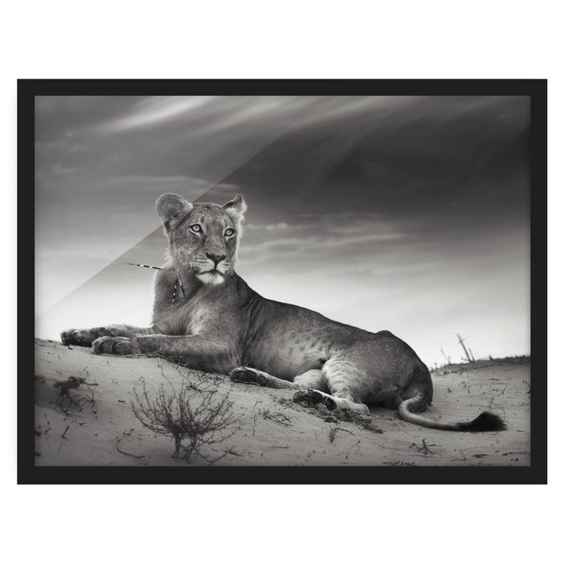 Gerahmte Bilder abstrakt Resting Lion
