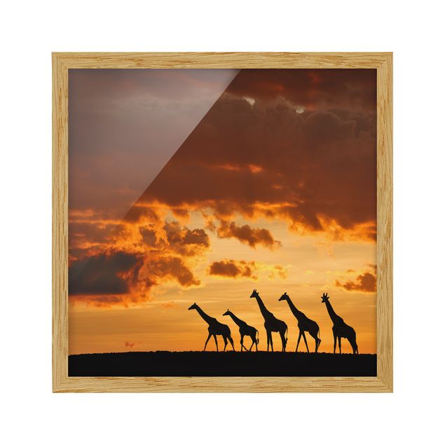 Wandbilder Fünf Giraffen