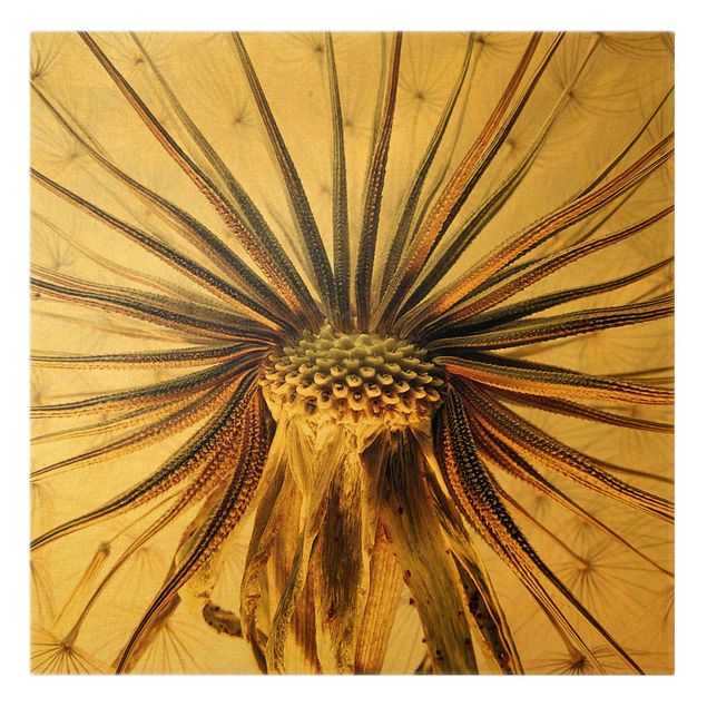 Leinwandbild Gold - Dandelion Close Up - Quadrat 1:1