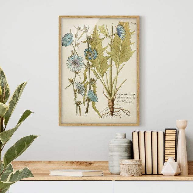 Bilder mit Rahmen Blumen Vintage Botanik in Blau Wegwarte