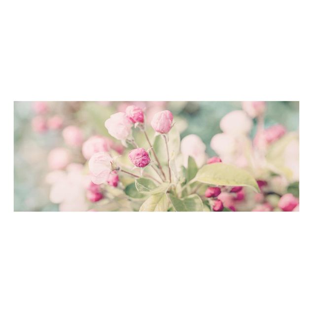 Glasbilder Apfelblüte Bokeh rosa