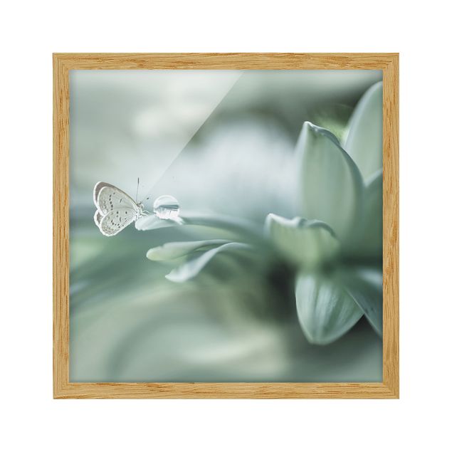 Bilder mit Rahmen Schmetterling und Tautropfen in Pastellgrün