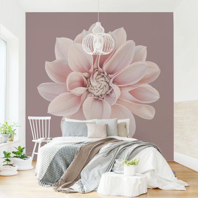 Fototapete modern Dahlie Blume Lavendel Weiß Rosa
