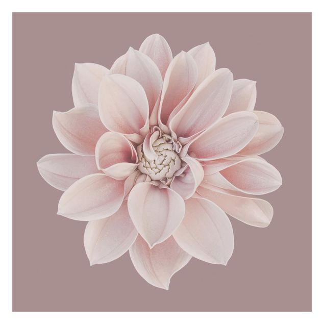 Design Tapete Dahlie Blume Lavendel Weiß Rosa
