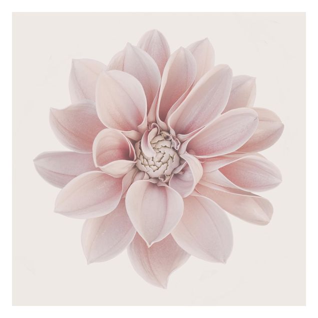 Wandtapete Design Dahlie Blume Pastell Weiß Rosa