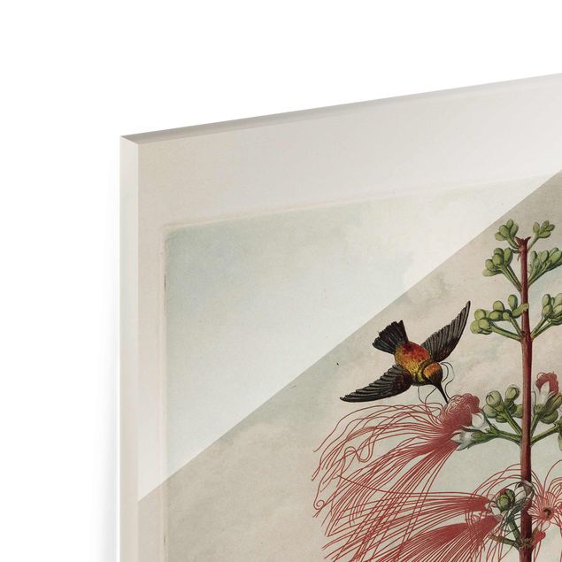 Glasbild - Botanik Vintage Illustration Blüte und Kolibri - Hochformat 4:3
