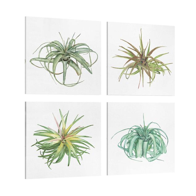 Wandbilder Luftpflanze Aquarell Set I