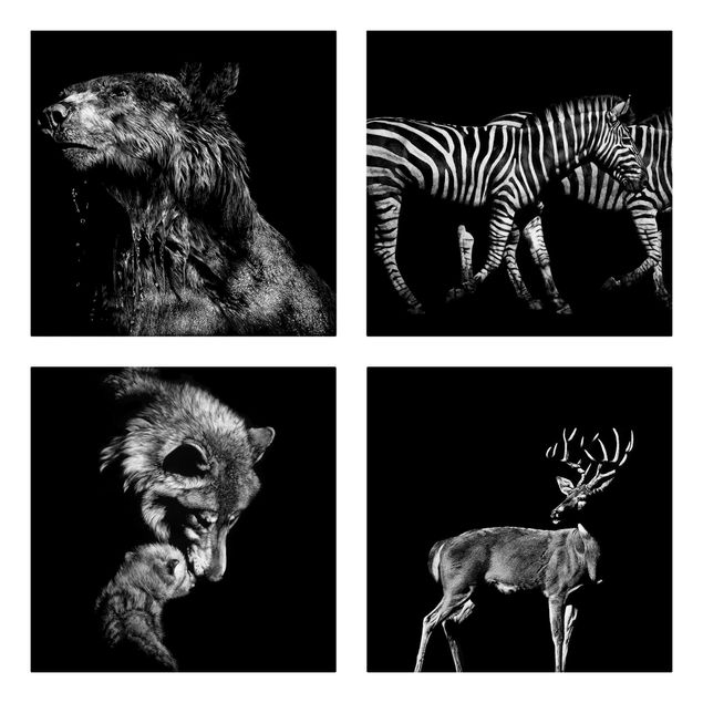 Zebra Bild auf Leinwand Wildtiere vor Schwarz Set I