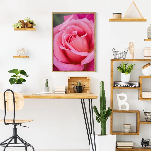 Schöne Wandbilder Pinke Rosenblüte vor Grün