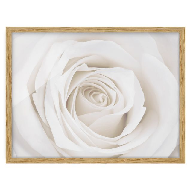Bild mit Rahmen - Pretty White Rose - Querformat 3:4