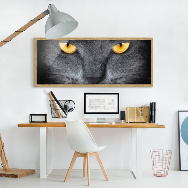 Wandbilder mit Rahmen Cats Gaze