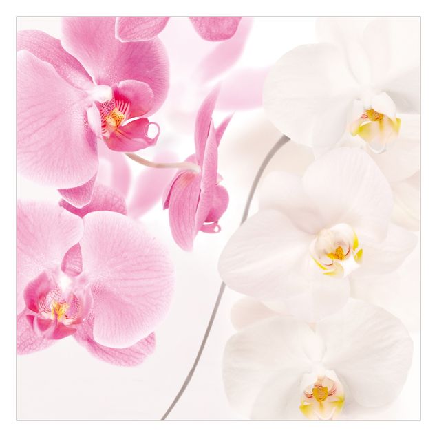 Fototapete Design Delicate Orchids