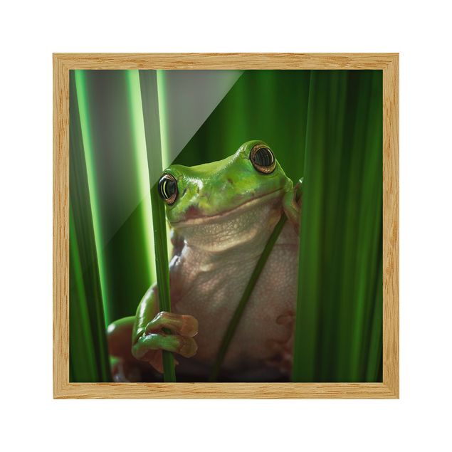 Bilder für die Wand Fröhlicher Frosch