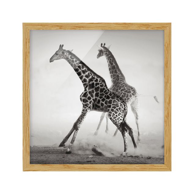 Gerahmte Bilder Giraffenjagd