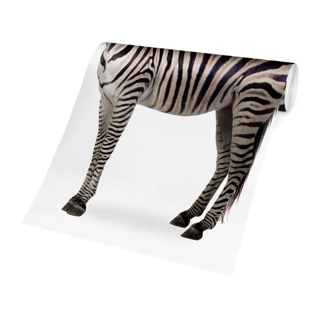 Schöne Fototapete Dickes Zebra