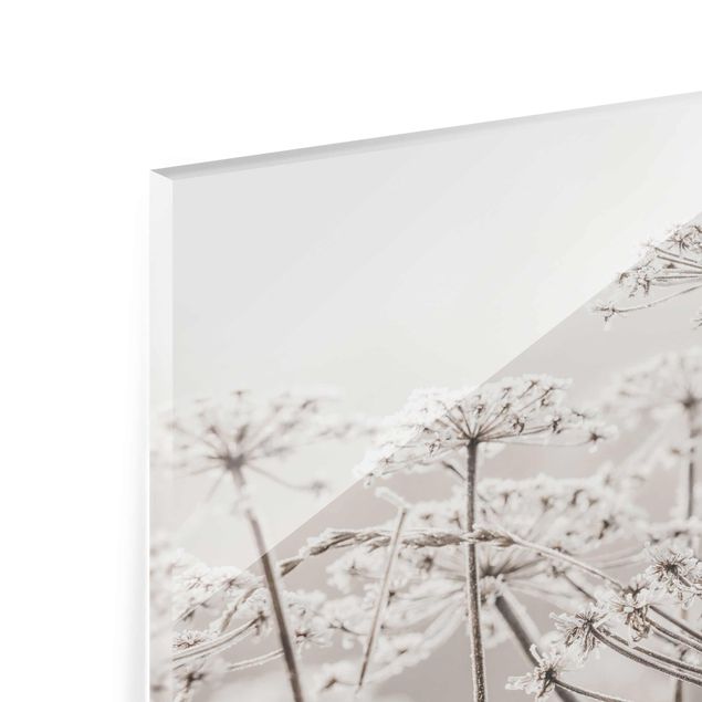 Glasbild - Doldenblüten im Frost - Querformat