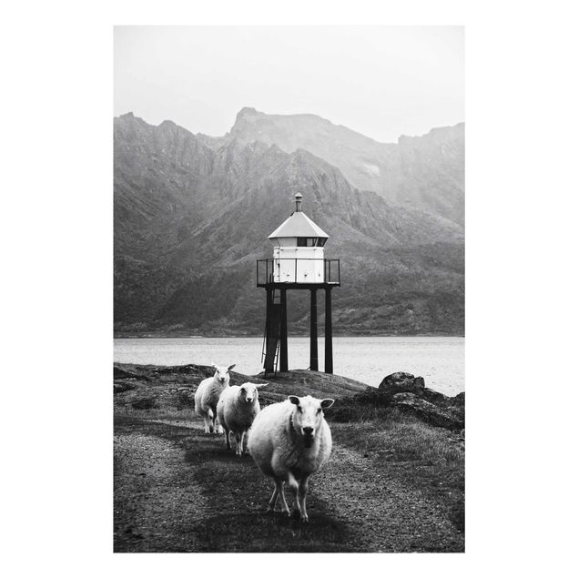 Schöne Wandbilder Drei Schafe auf den Lofoten