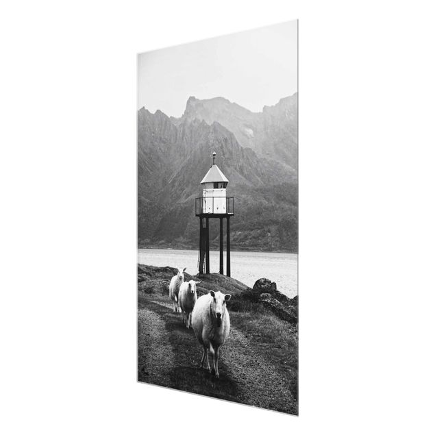 Bilder auf Glas Drei Schafe auf den Lofoten