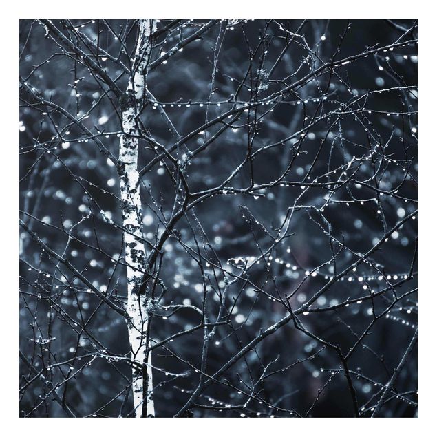 Glas Wandbilder Dunkle Birke im kalten Regen
