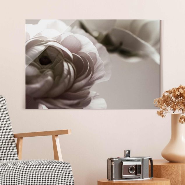 Glasbild Rose Dunkle Blüte im Fokus
