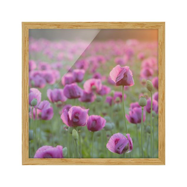 Bild mit Rahmen - Violette Schlafmohn Blumenwiese im Frühling - Quadrat 1:1