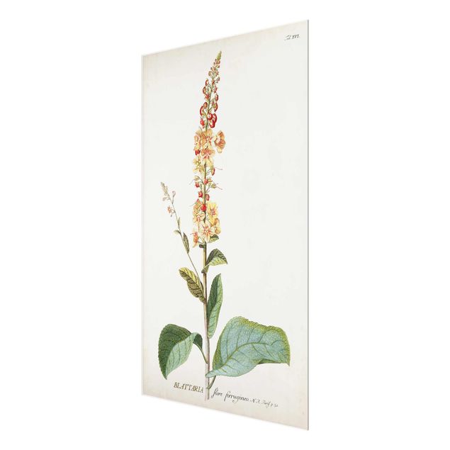 Glasbild - Vintage Botanik Illustration Königskerze - Hochformat 3:2