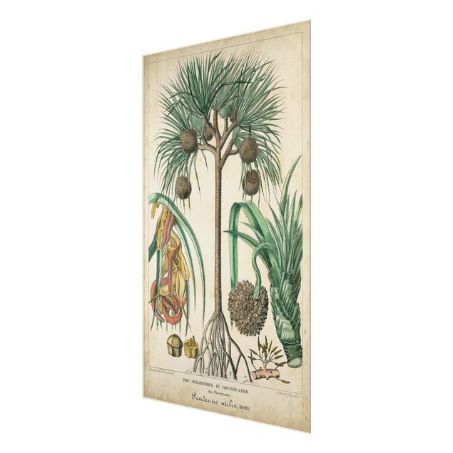 Glasbild - Vintage Lehrtafel Exotische palmen I - Hochformat 3:2