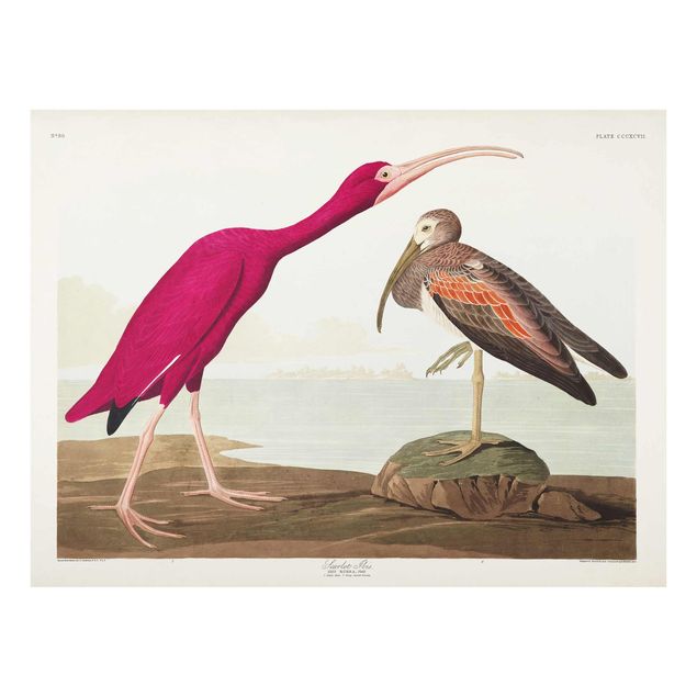 Glasbilder Strand Vintage Lehrtafel Roter Ibis