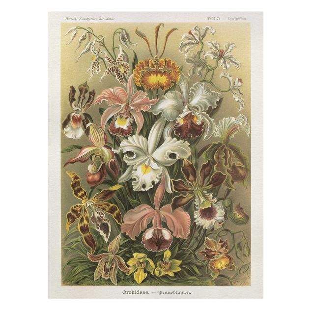 Bilder für die Wand Vintage Lehrtafel Orchidee