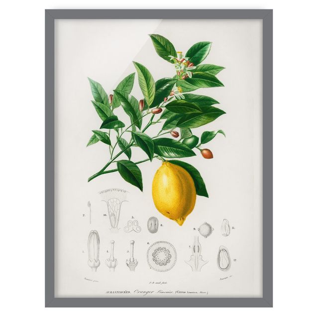 Bilder mit Rahmen Botanik Vintage Illustration Zitrone