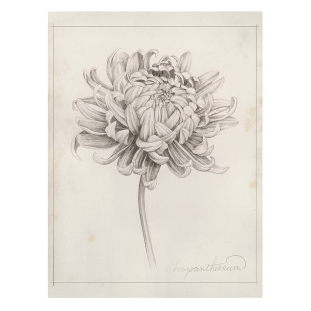 Leinwandbilder Botanische Studie Chrysantheme I