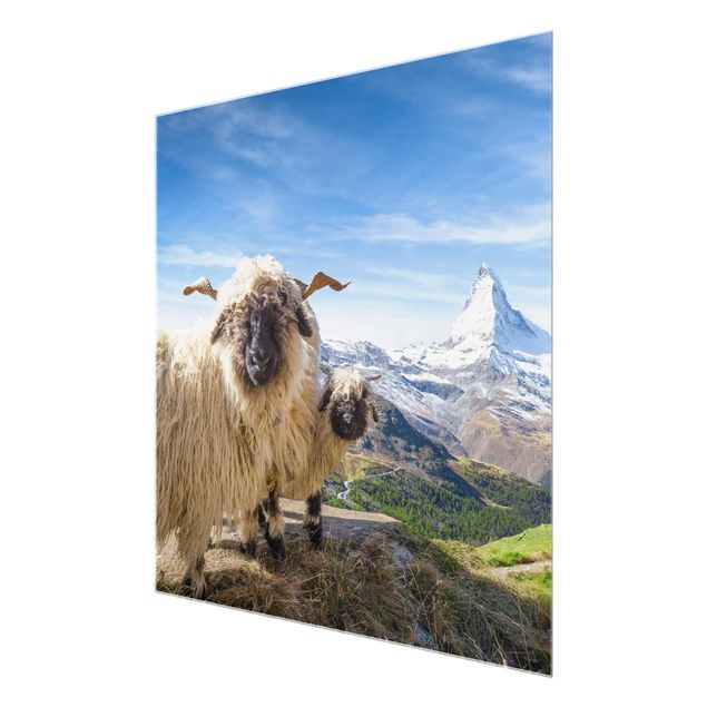 Glasbild - Schwarznasenschafe von Zermatt - Quadrat 1:1