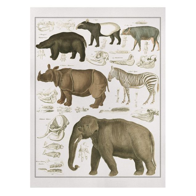 Wandbilder Natur Vintage Lehrtafel Elefant, Zebra und Nashorn