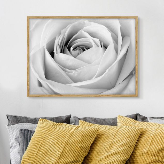Bilder mit Rahmen Blumen Close Up Rose