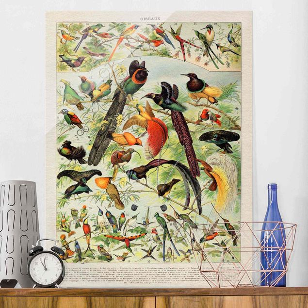 Wandbilder Tiere Vintage Lehrtafel Paradiesvögel