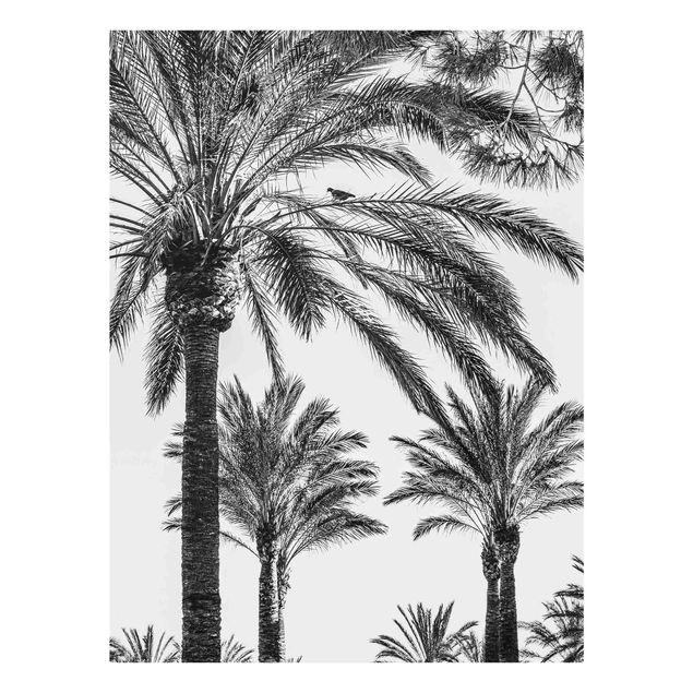 Glasbilder Palmen im Sonnenuntergang Schwarz-Weiß