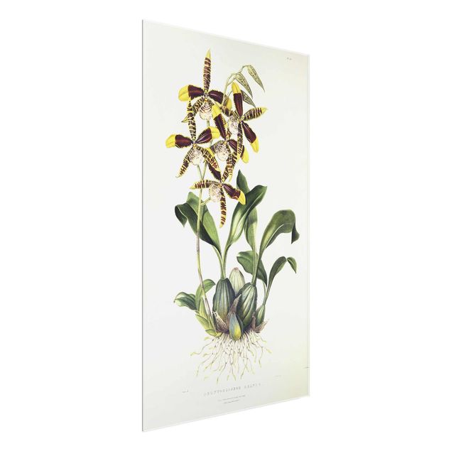 Glasbild Blumen Maxim Gauci - Orchidee II