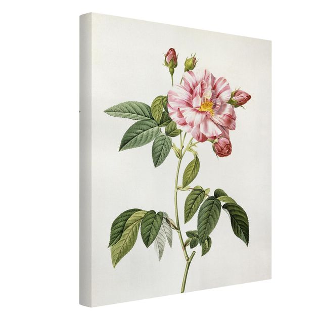 Leinwandbild Kunstdruck Pierre Joseph Redouté - Rosa Gallica-Rose